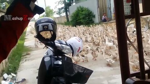 🦆Duck Army Crossing the Road, River....😂