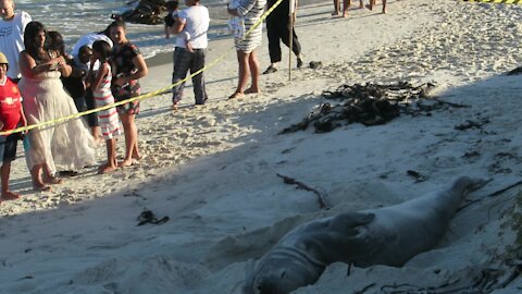 SOUTH AFRICA - Cape Town - Buffel the Southern Elephant seal on Fish Hoek Beach (8wg)