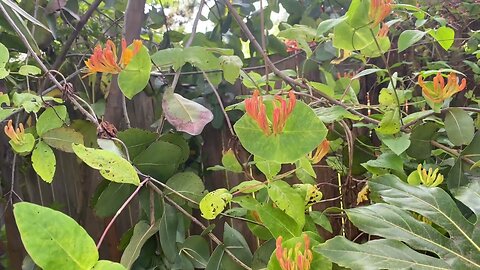 Have you ever noticed Honeysuckle leaves are the same shape