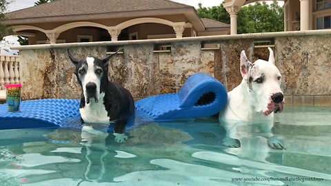 Funny Great Danes Enjoy Five O'Clock Somewhere