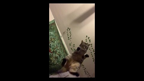 Cute Cats in anti gravity mode