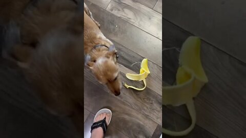 Banana loving dog￼