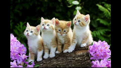 cute kittens are smart and adorable