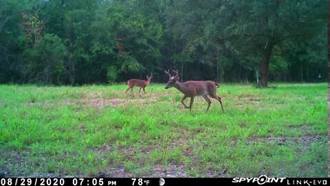 Whitetail deer velvet still growing fast.