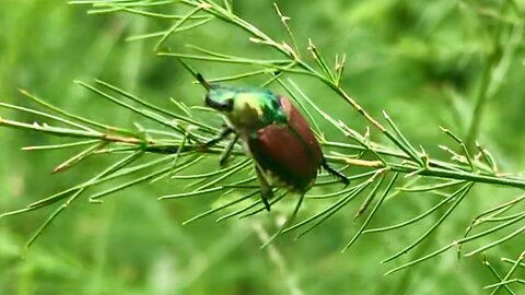 Let's Talk... Japanese Beetles! [CC]