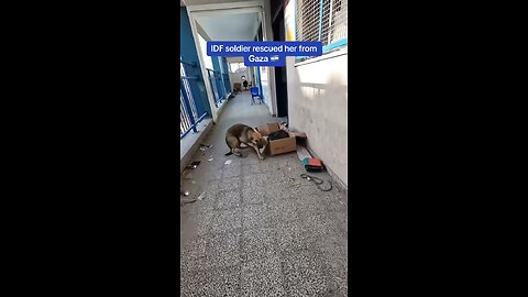 IDF rescued this poor dog and brought it back to Israel to give it proper care