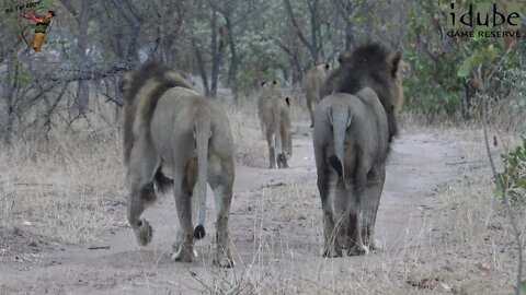 Daughters Of The Mapogo Lions - Rebuilding The Othawa Pride - 127: Out On Patrol