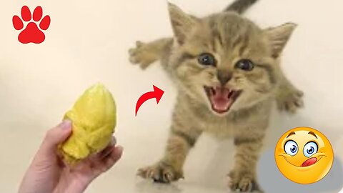 Funniest & Cutest Dogs And Cats Videos | Funny Animal Videos 2023 [4K]