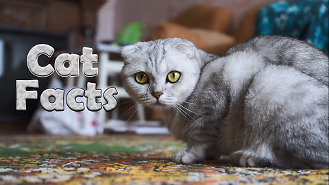 Cat Facts: Learn and discover interesting facts about Cats.