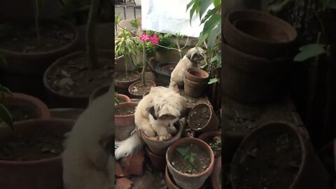 Shih tzu trying to escape from home