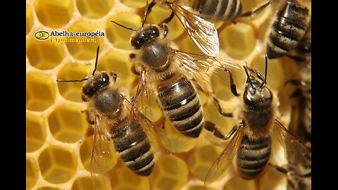 WEF Orders Govt's To Burn Millions of Bees To Usher In 'Global Famine'