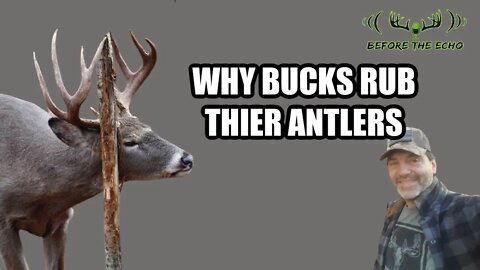 Why Bucks Rub their Antlers