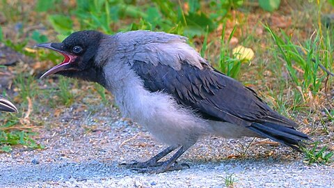 Loud Hooded Crow Fledgling CAWing for Food