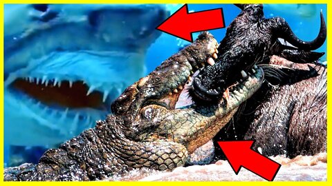 10 ANIMALS THAT CAN SEND HUMANS TO DEATH | DEADLY ANIMALS