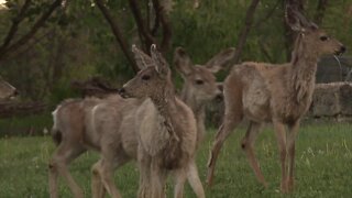 Big game animals becoming more aggressive during fall