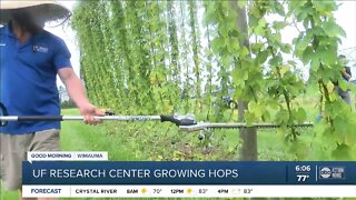 UF scientists brewing up a new crop for Florida farmers