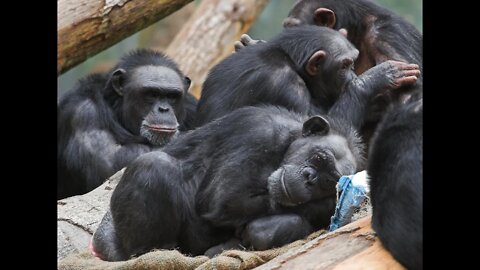 Do Animals have Consciousness, Emotions & a sense of Fairness? | Interview with Frans De Waal