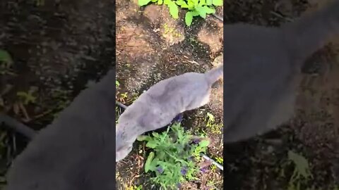 Garden Cat Boss