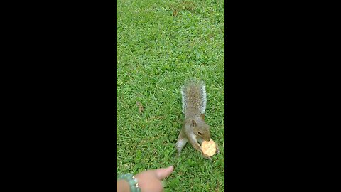 Funny and cute squirrel 🐿️,Mika The Squirrel 🐿️😍❤️‼️