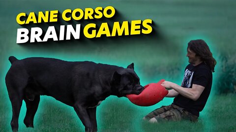 Cane Corso Brain Games Mental Stimulation