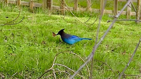 IECV NV #750 - 👀 Steller's Jay Taking Off In The Backyard 2-27-2019