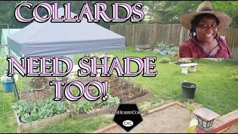 Collards Need Shade Too - 9Jun2022