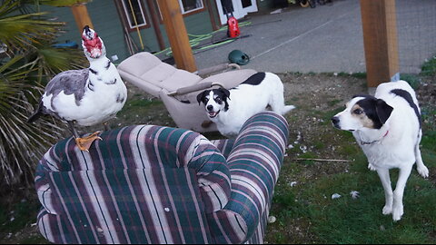 A Duck. 2 Dogs. And a COUCH.