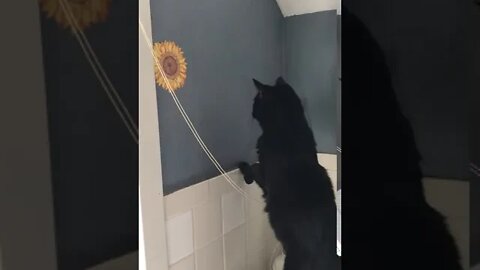 Shadow Listening To Something In The Bathroom Wall