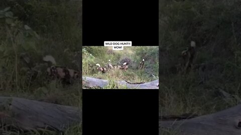 INCREDIBLE SIGHTING WILD DOG HUNT SUDDEN CHASE OF THE AFRICAN WILD DOG...#SHORTS