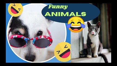 Funny animals 😄 Live, funny animals , 🤣, funny animals dancing 💃😄, funny animals fighting 😄