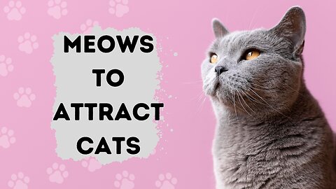 Sounds that attract cats - Meow to make cats come to you