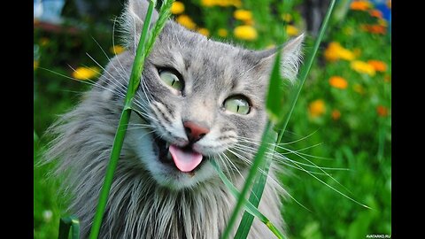 Funny Best Cats Videos 😺😍