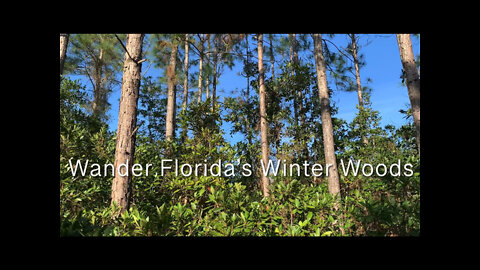 Wander Florida’s Winter Woods