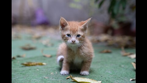 kittens meowing (too much cuteness) play with each other and enjoy |village pets|