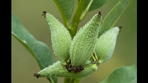 Milkweed Pods Are Good!