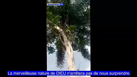 La merveilleuse nature de DIEU n'arrêtera pas de nous surprendre DITES-NOUS CE QUE VOUS VOYEZ!