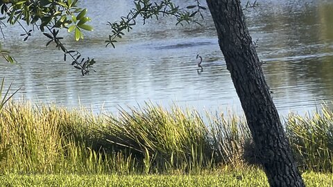 Anhinga Grabs Some Sushi (Widescreen) #4K #DolbyVisionHDR #anhinga #sushi #fishing #fyp #fish #SWFL