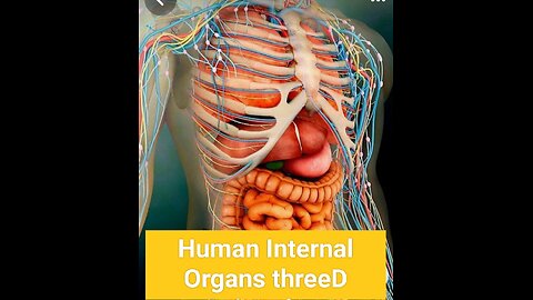 Human Internal Organs 3D animation