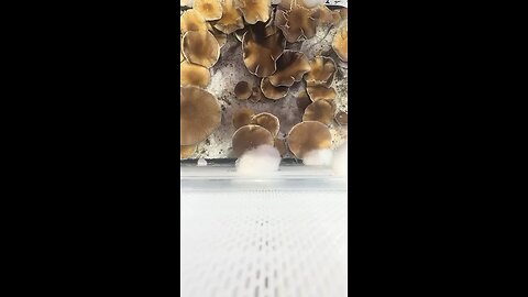 Harvesting psilocybe cubensis for research purposes