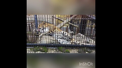 Amur leopard Mirai grooming