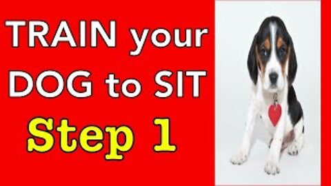 How to TRAIN your Dog to SIT - Step 1 - Dog Training Videos For Beginners