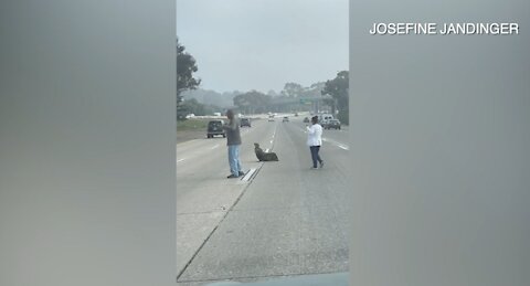 Wayward sea lion wanders onto Highway 94