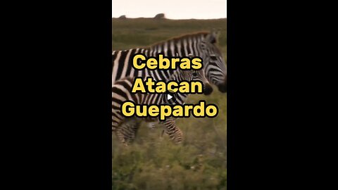 ¿Sobrevivirá este guepardo a la furia de las cebras?