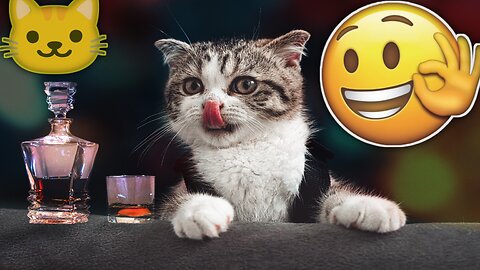 LAUGH Non-Stop With These Funny Cats ?? - Funniest Cats Expression Video ?? - Funny Cats Life.