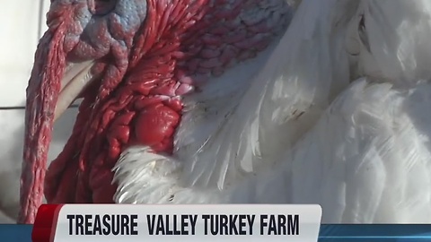 Kuna farming family spends all year raising fresh, local Thanksgiving turkeys