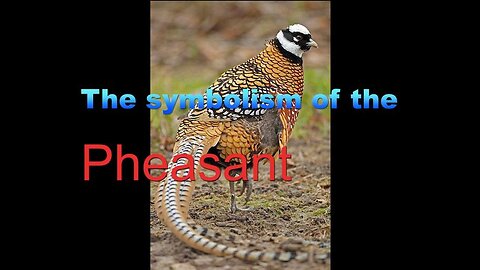 The symbolism of the Pheasant