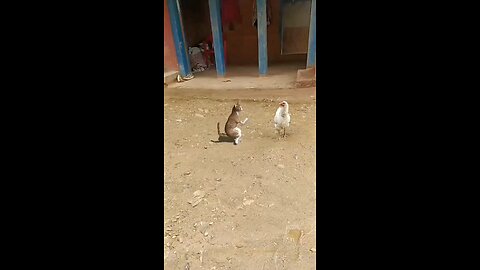 funny cat 🐈 dance