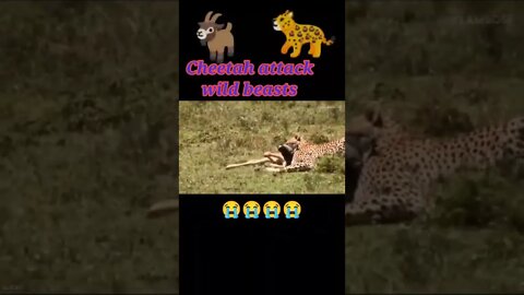 Cheetah attack wild beasts #shorts #youtubeshorts #shortvideo