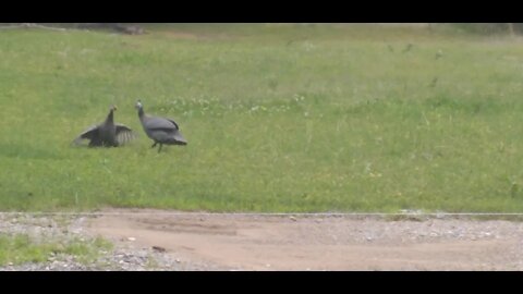 Guinea Fight