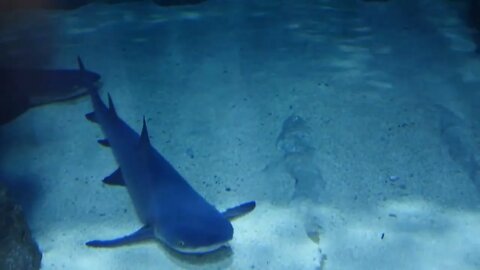 Sharks sleeping in the large aquarium